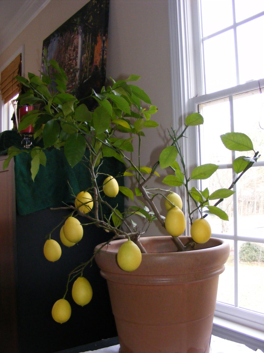 Комнатные лимоны на окне