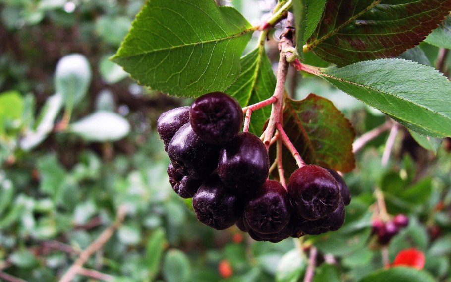 Арония черноплодная листья