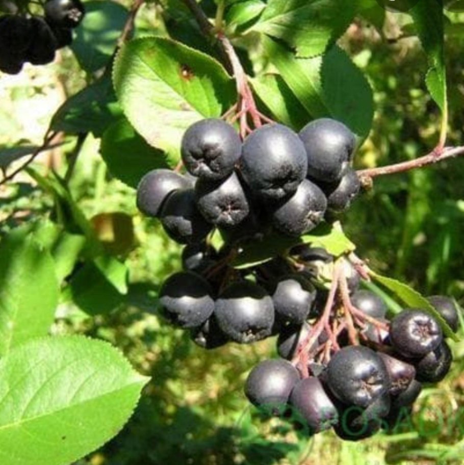 Арония черноплодная «Арон»