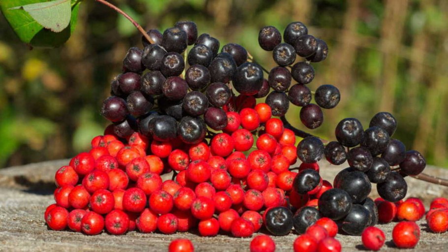 Калина красная и черноплодная рябина