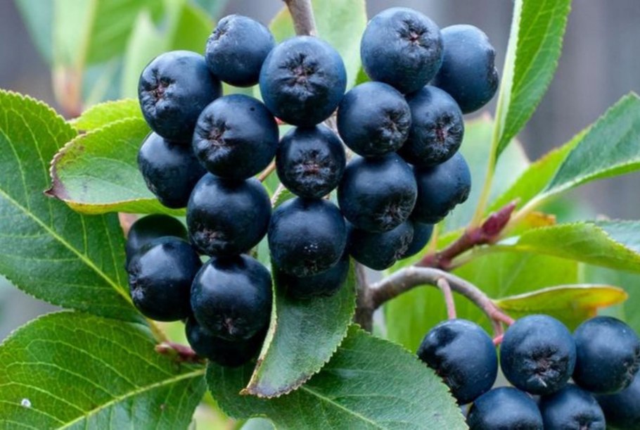 Арония сливолистная