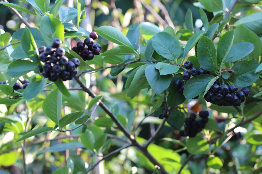 Черноплодная рябина кустарник