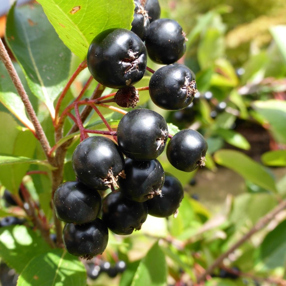 Aronia chokeberry