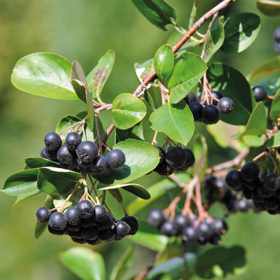 Aronia melanocarpa Revontuli Mound (арония черноплодная) на штамбе