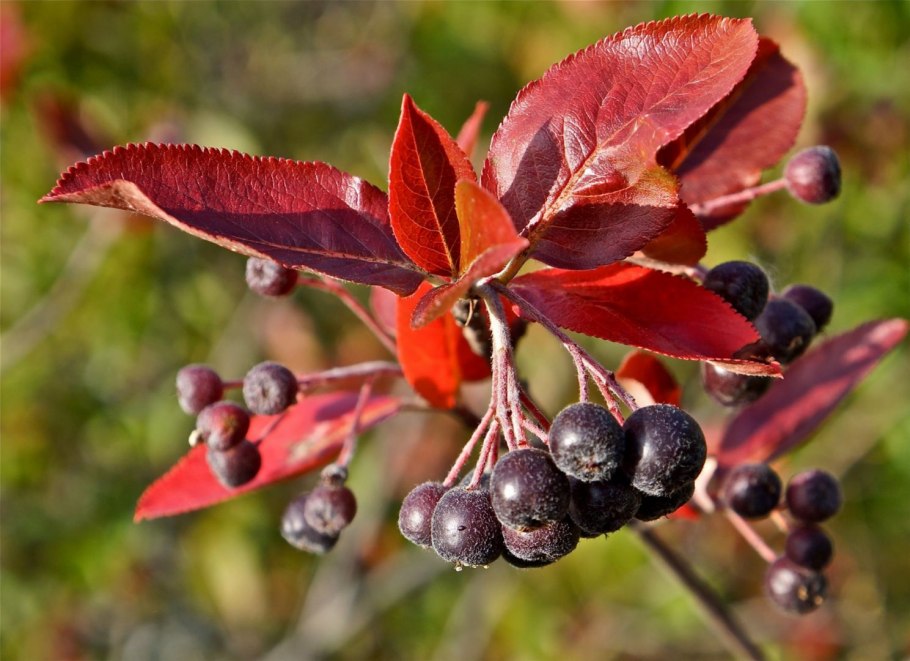 Арония черноплодная (Aronia melanocarpa)