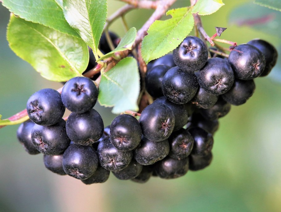 Черноплодная рябина Арон