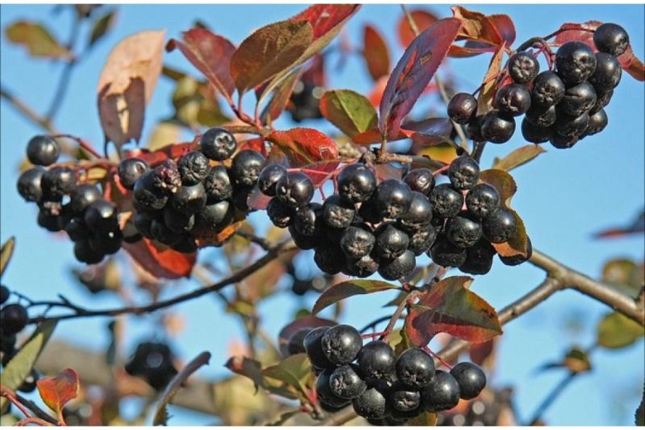 Арония черноплодная «черная Жемчужина»