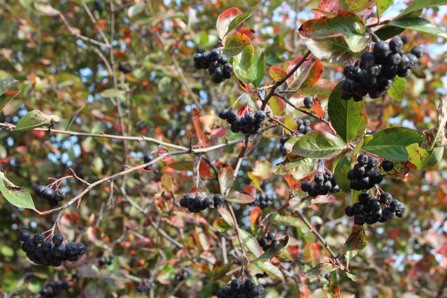 Черноплодная рябина рябина черная