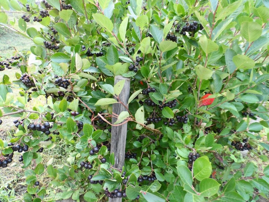 Арония черноплодная кустарник