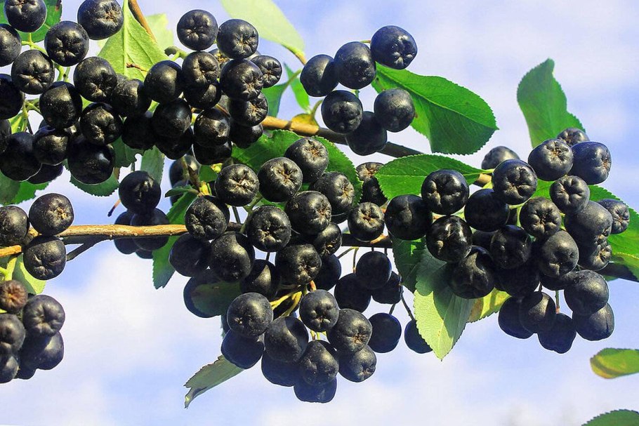 Арония Мичурина (черноплодка)