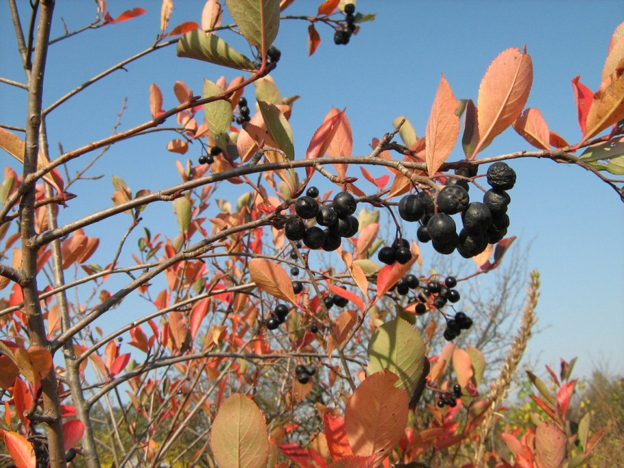 Арония черноплодная кустарник осенью