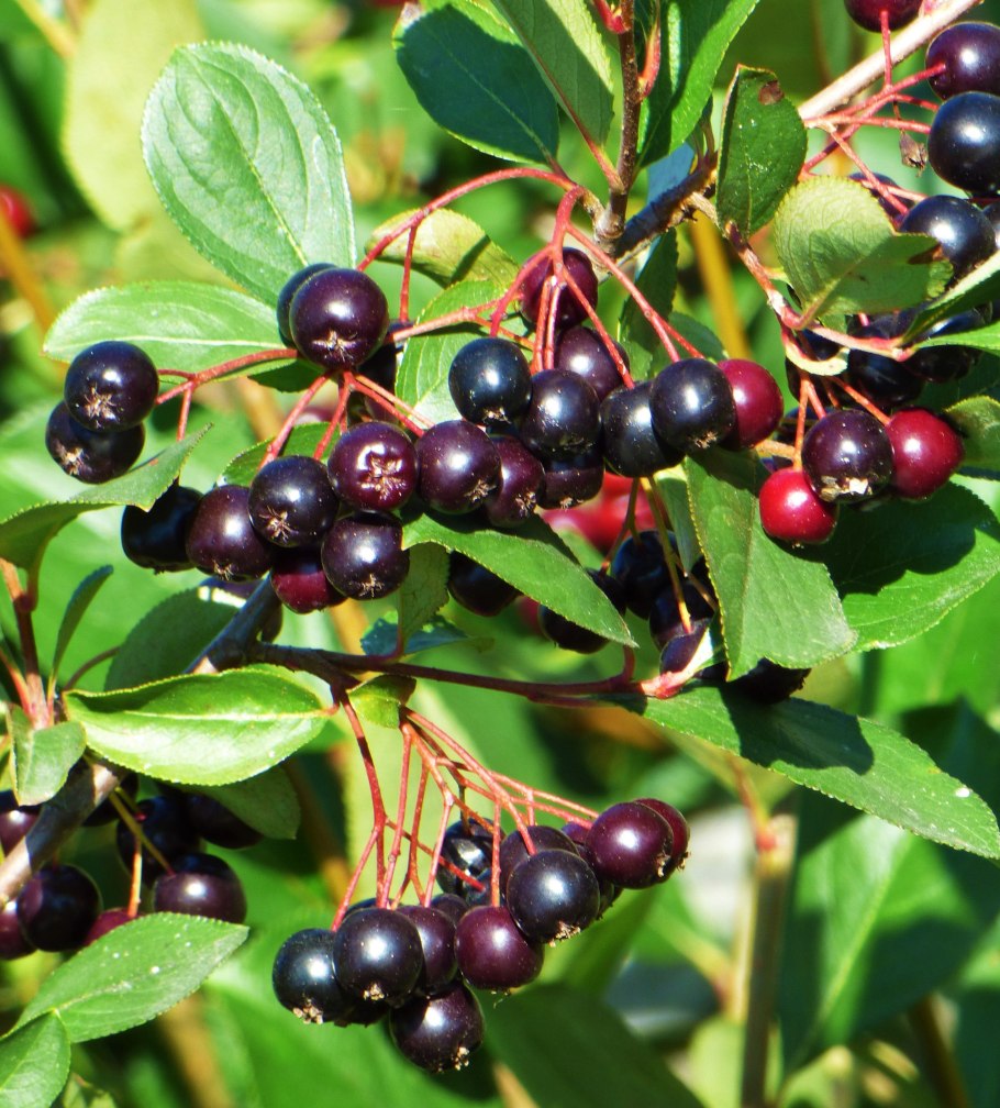 Арония черноплодная «Арон»