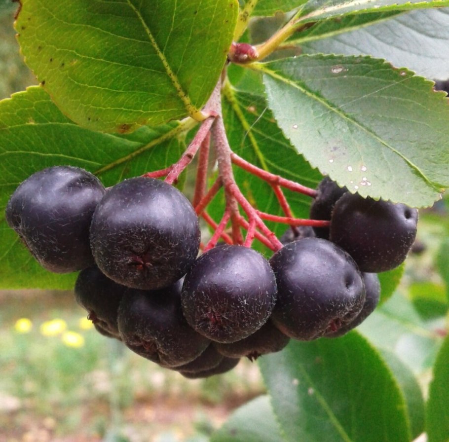 Арония черноплодная «Хугин»