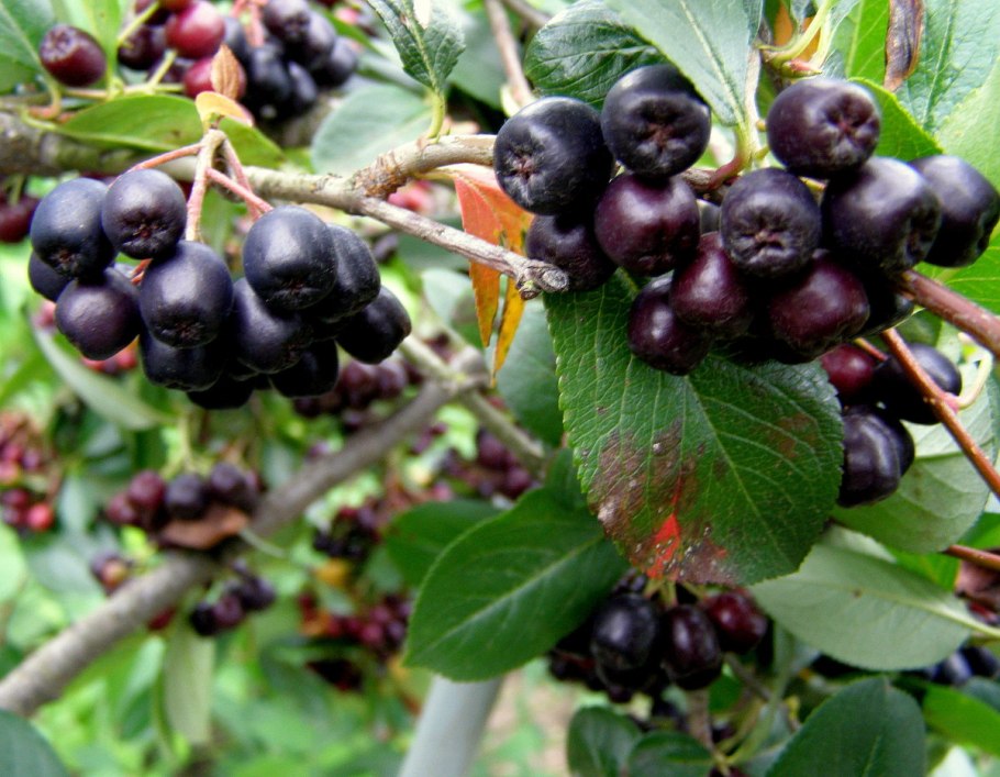 Арония черноплодная смородина