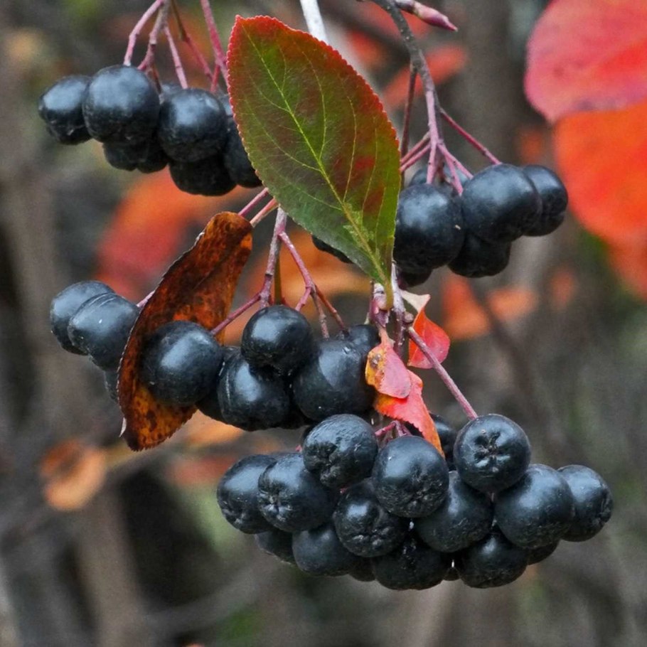 Рябина черноплодная (Aronia melanocarpa)