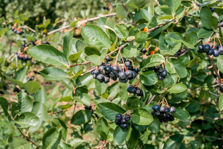 Арония Aronia melanocarpa