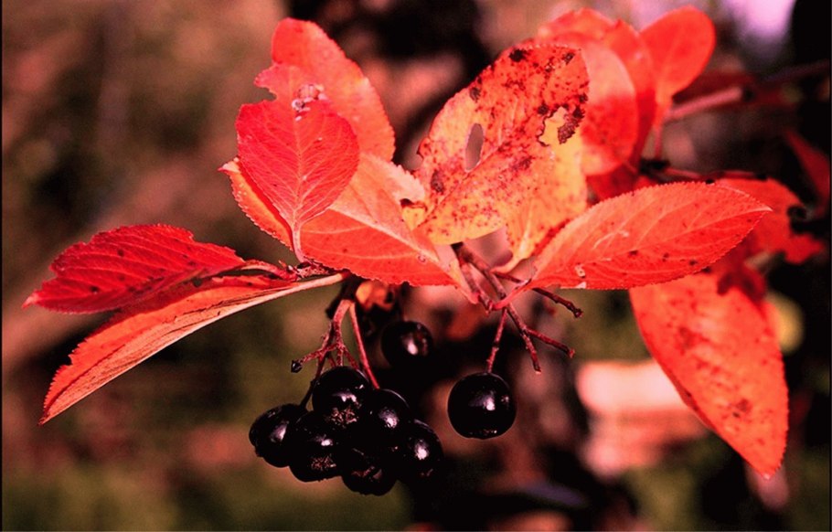Арония черноплодная осень