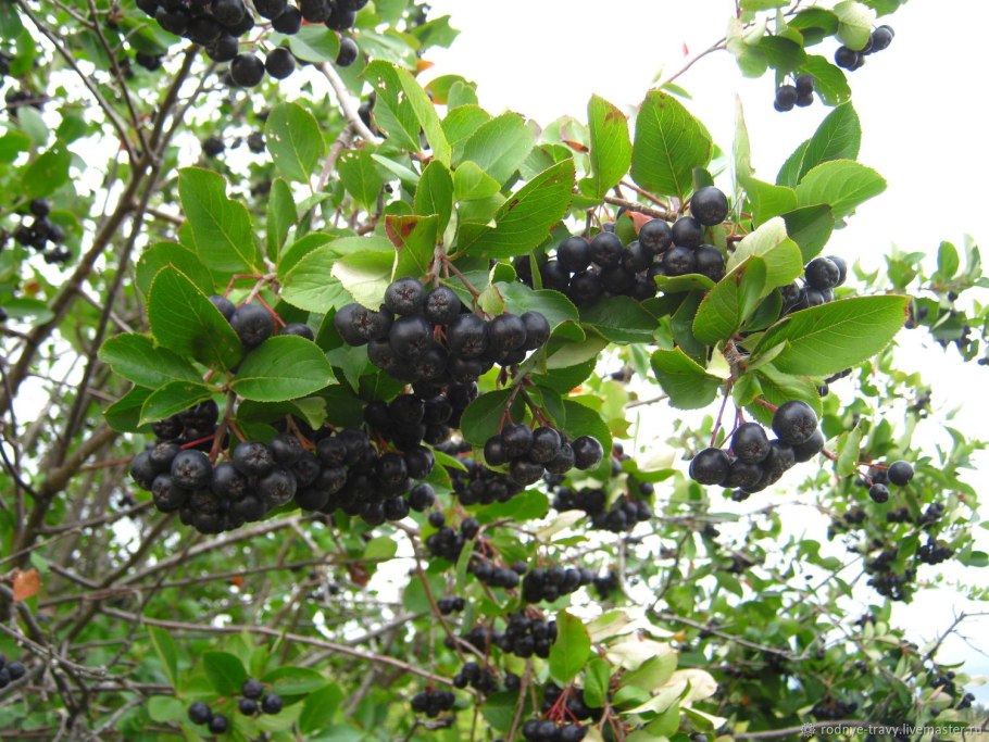Арония черноплодная стебель