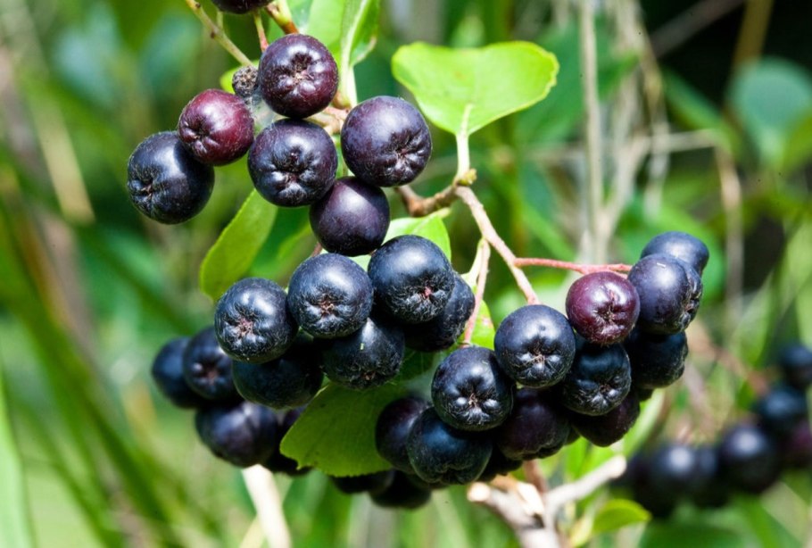 Арония черноплодная