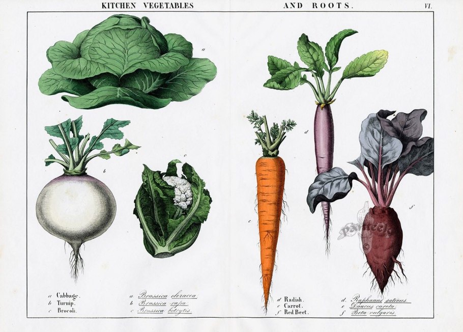 Салатно Шпинатные овощи список