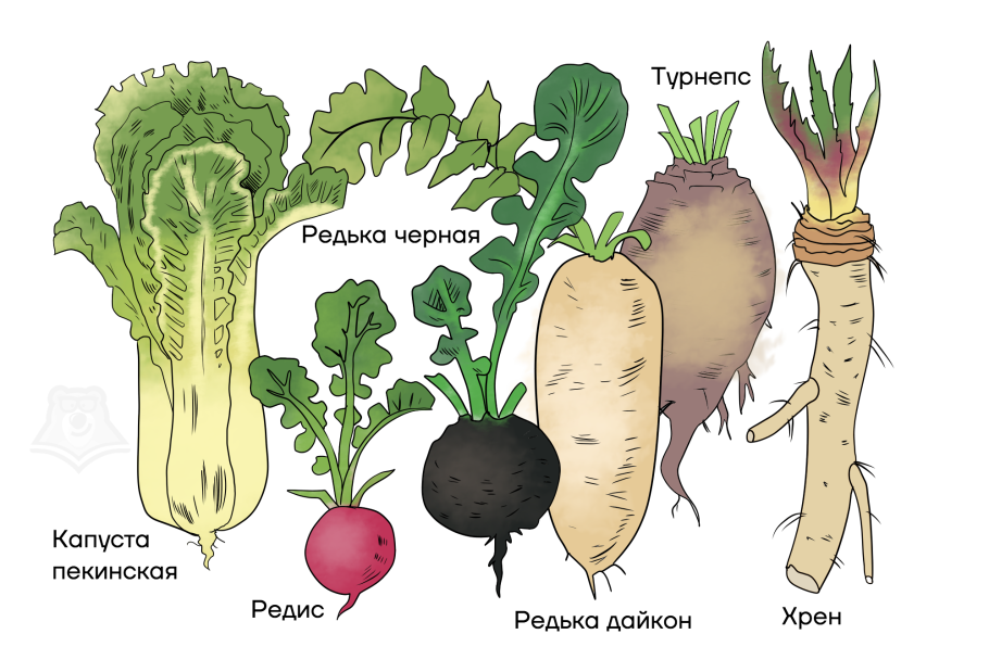Крсеиоцветные растения. Сорник