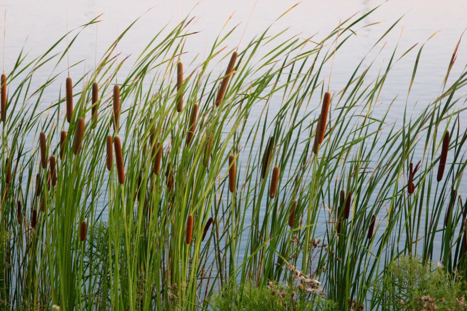 Рогоз широколистный (Typha latifolia)