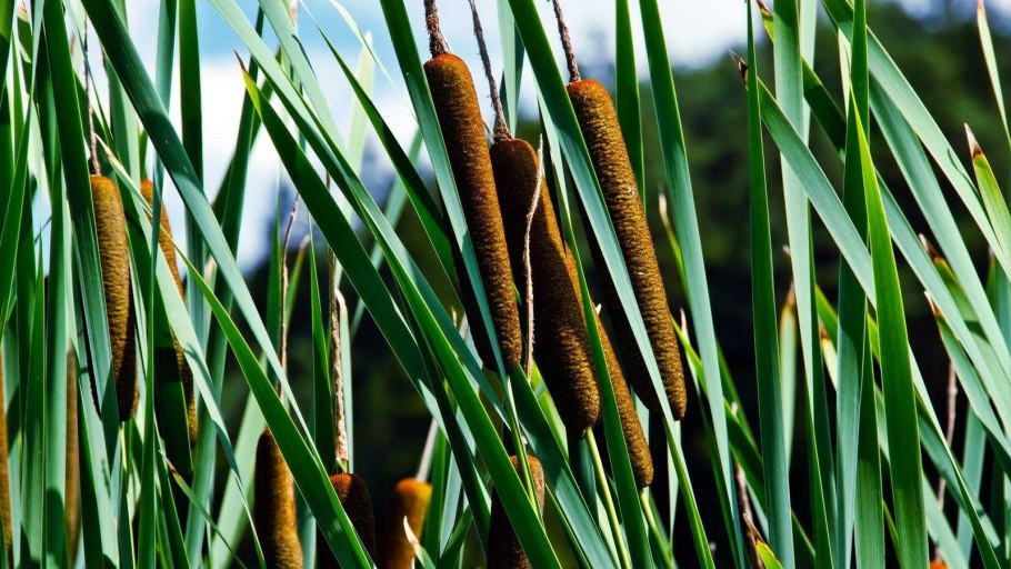 Осока тростник камыш рогоз