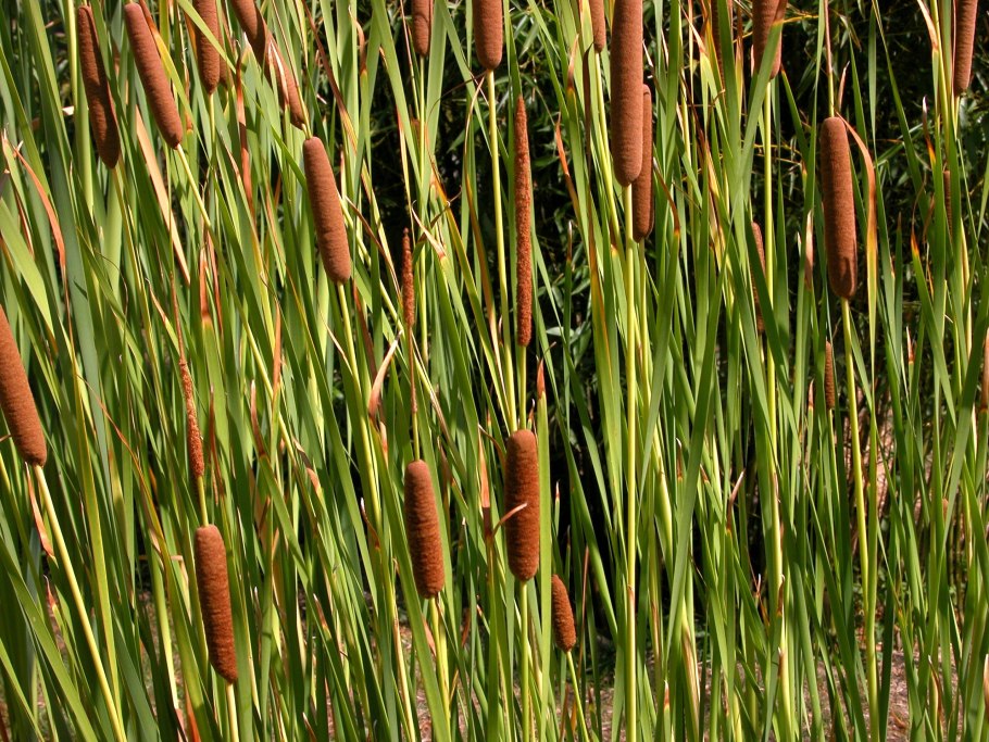 Рогоз Typha angustifolia