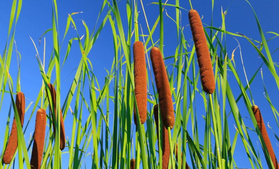 Рогоз широколистный (Typha latifolia)