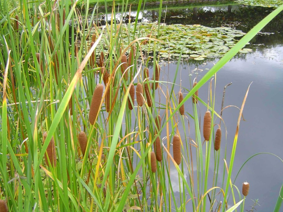 Рогоз широколистный (Typha latifolia)