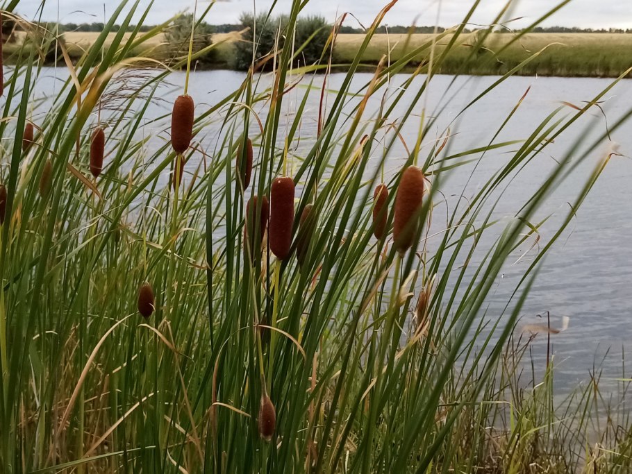 Рогоз узколистный (Typha angustifolia l.)