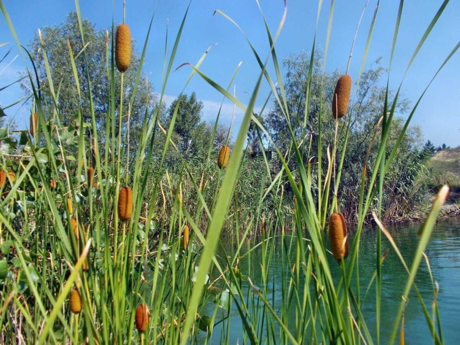 Камыш бокоцветковый