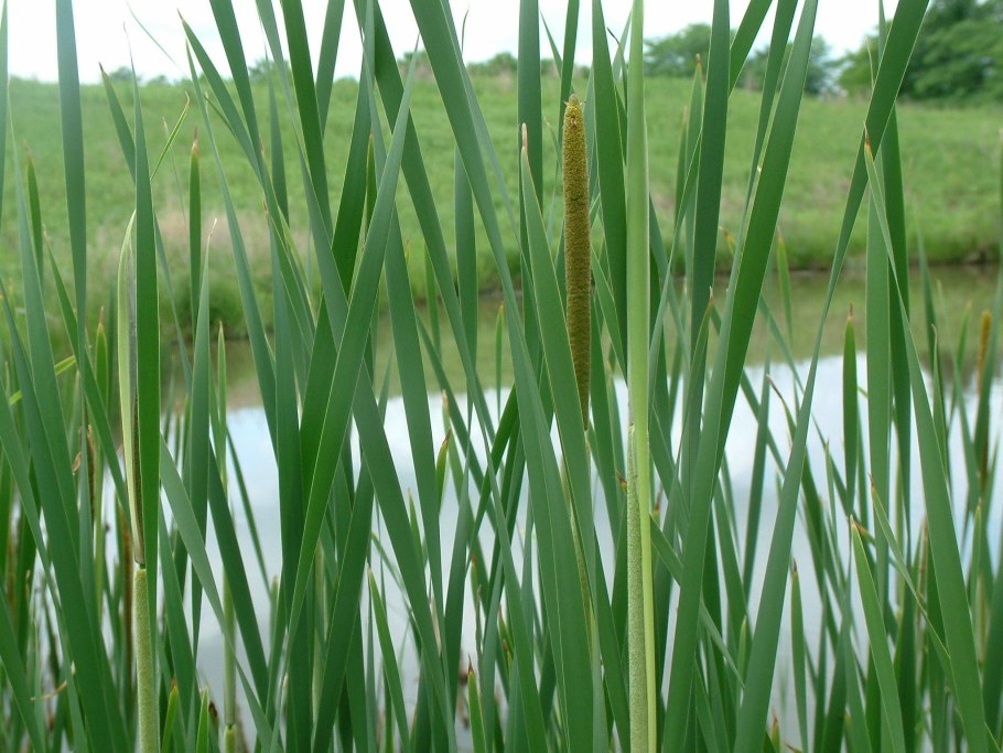 Филатики и камыш