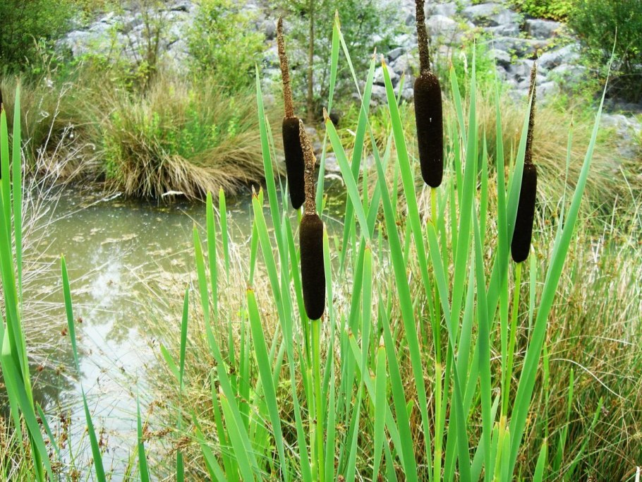 Рогоз Typha