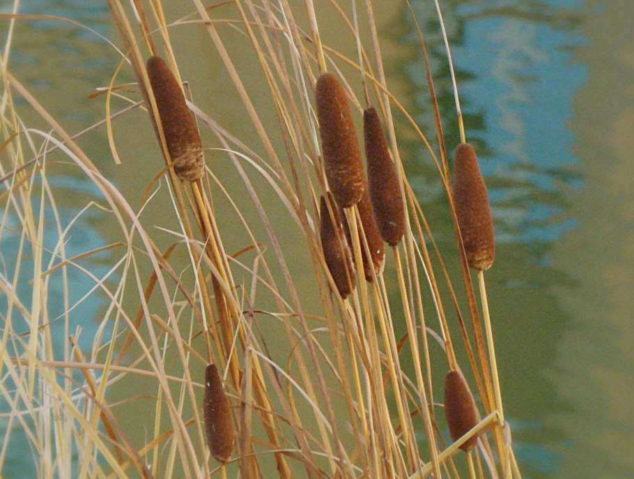 Рогоз Typha angustifolia