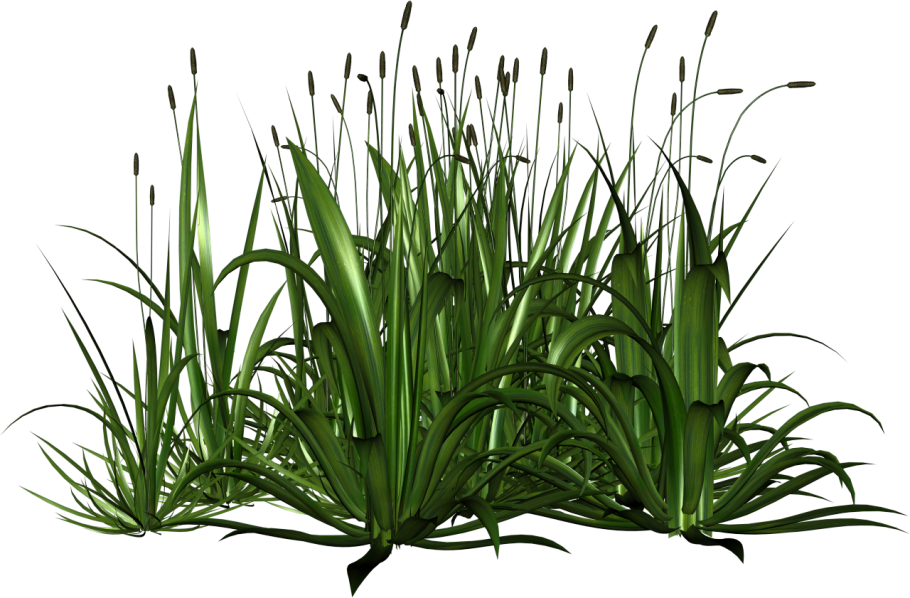 Рогоз камыш тростник стрелолист