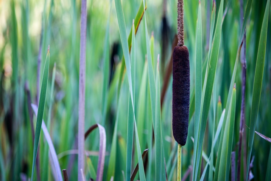 Рогоз узколистный (Typha angustifolia)