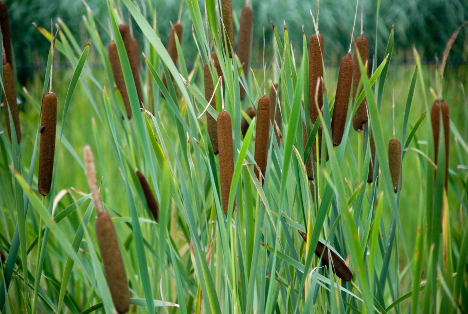 Рогоз Typha