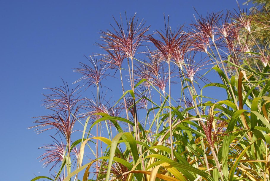 Тростник полевой