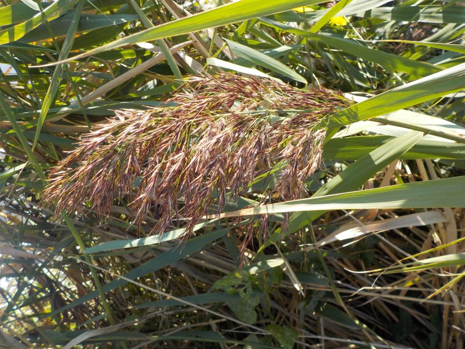 Тростник phragmites australis