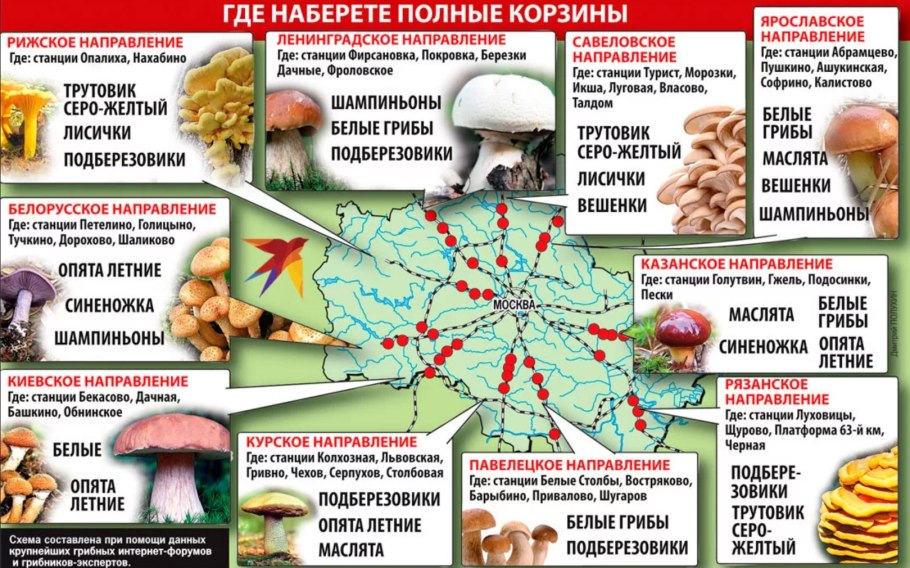 Август ягоды грибы