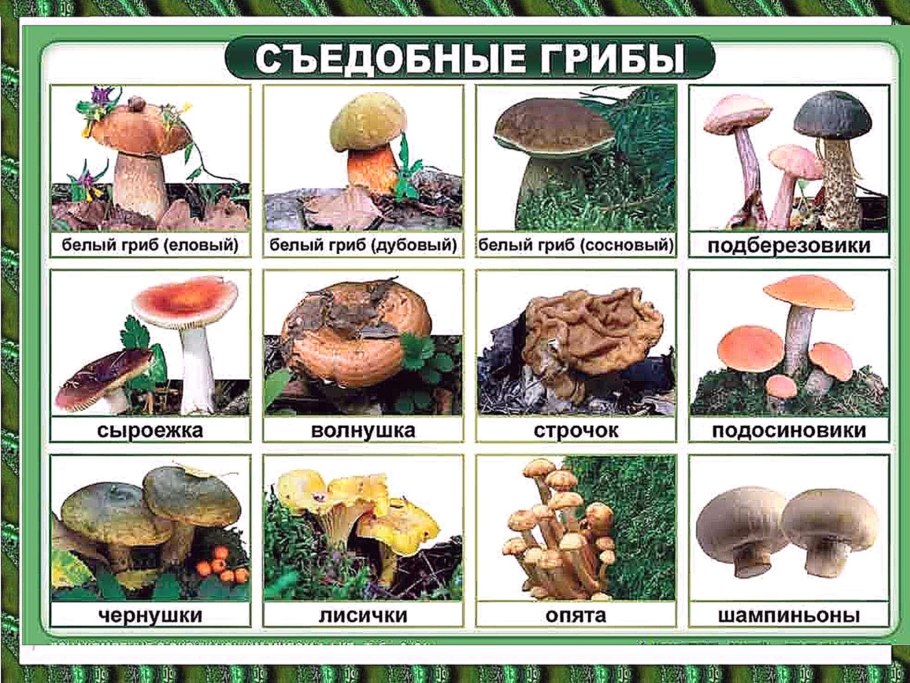 Грибная Поляна белых белых грибов