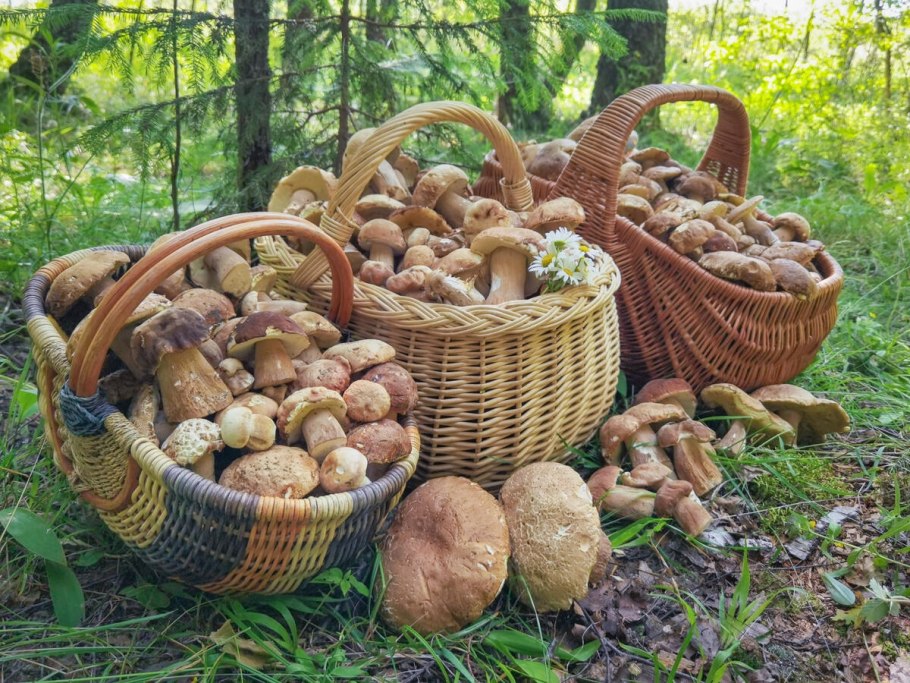 Грибы грибники , рыбалка