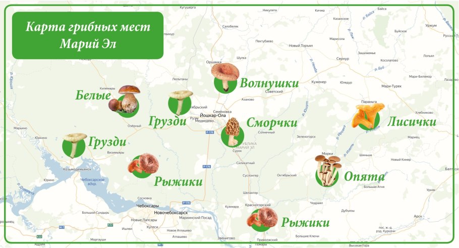 Осенние дары леса