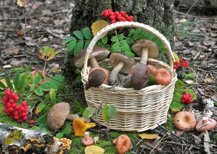 Растительный мир ХМАО Югры грибы