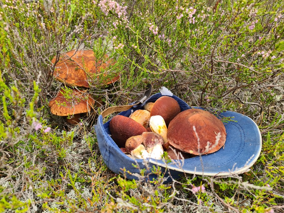 Осенние ягоды в лесу