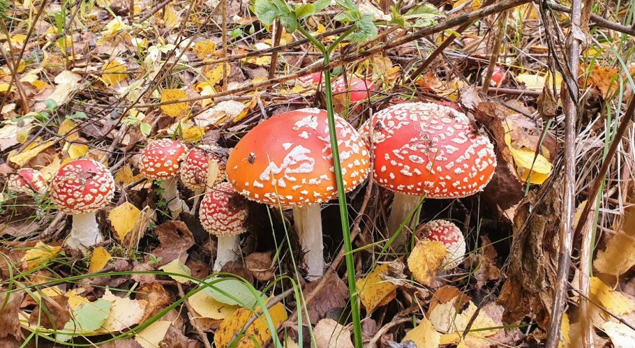 Осенние грибы