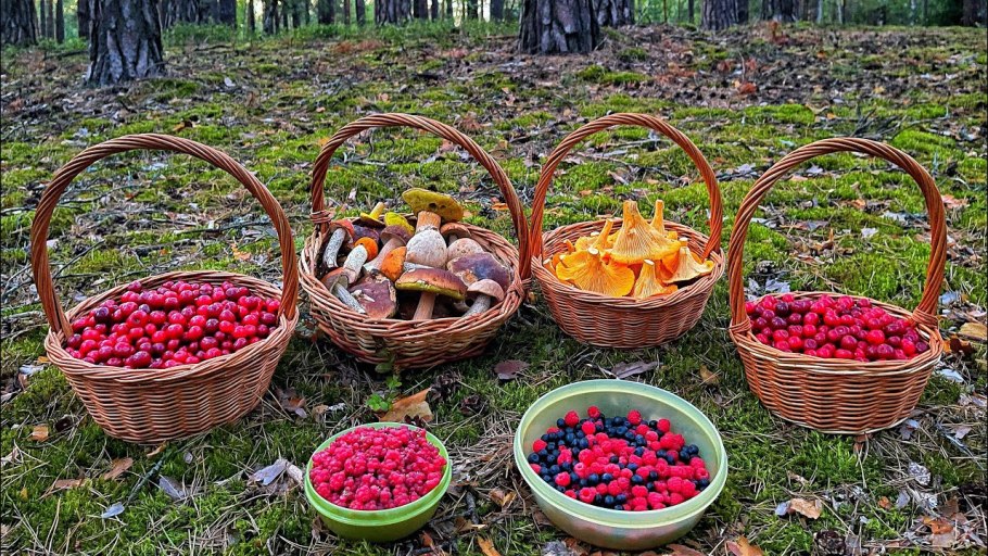 Растения Орловского Полесья