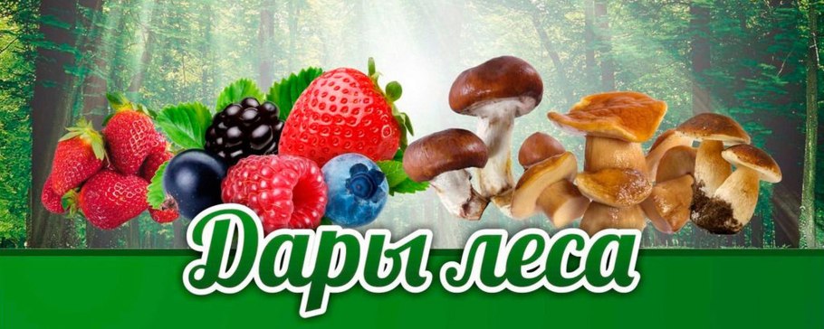 Грибники в лесу