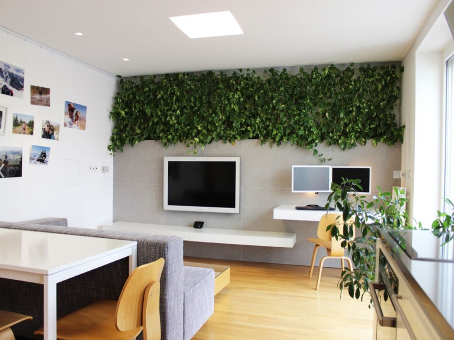 Растения в интерьере